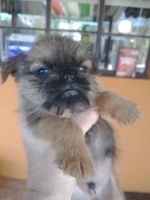 Brussels Griffon Puppies for sale in Tucson, Arizona. price: $500