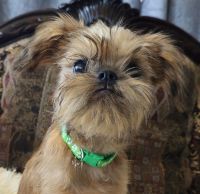 Brussels Griffon Puppies for sale in Tempe, Arizona. price: $3,250