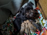Brussels Griffon Puppies for sale in Freeport, Texas. price: $600