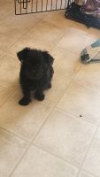 Brussels Griffon Puppies for sale in Fort Wayne, Indiana. price: $600