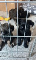 Brussels Griffon Puppies for sale in Anaheim, CA, USA. price: $850
