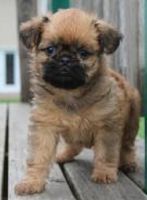 Brussels Griffon Puppies for sale in Los Angeles, CA, USA. price: $500