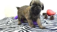 Brussels Griffon Puppies for sale in Los Angeles, CA, USA. price: $500