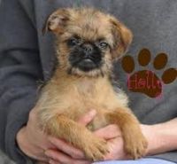 Brussels Griffon Puppies for sale in West Covina, CA, USA. price: $40