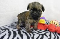 Brussels Griffon Puppies for sale in Cincinnati, OH, USA. price: $500