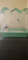Budgerigar Birds for sale in 450 West End Ave, North Plainfield, NJ 07060, USA. price: $500