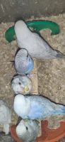 Budgerigar Birds for sale in Plymouth, MA, USA. price: NA