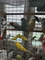 Budgerigar Birds for sale in Sachse, Texas. price: $25