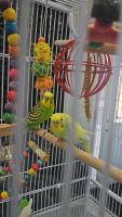 Budgerigar Birds for sale in Woodbridge, Vaughan, ON, Canada. price: $120