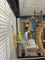 Ich verkaufe zwei Wellensittiche