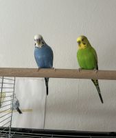 Ich verkaufe zwei Wellensittiche