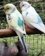 Budgerigar Birds for sale in Ballarat VIC, Australia. price: $20