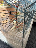 Budgie and nest for sale at a reasonable price.