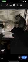Budin's Chinchilla Rat Rodents Photos