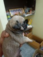 Bugg Puppies for sale in Sulur, Tamil Nadu, India. price: 12,000 INR