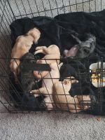Bugg Puppies for sale in Sand Springs, OK, USA. price: $400