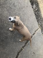 Bull and Terrier Puppies for sale in 304 Mc Clure St, Tallulah, LA 71282, USA. price: $200