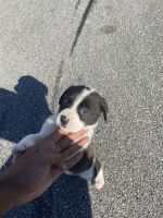 Bull and Terrier Puppies for sale in Chattanooga, TN, USA. price: $60