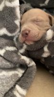 Bull and Terrier Puppies for sale in Phoenix, AZ, USA. price: $300