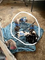 Bull and Terrier Puppies for sale in Hinesville, GA 31313, USA. price: $200