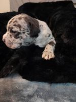 Bull and Terrier Puppies for sale in Las Vegas, NV 89110, USA. price: $400