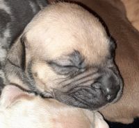 Bull and Terrier Puppies for sale in Las Vegas, NV 89110, USA. price: $300