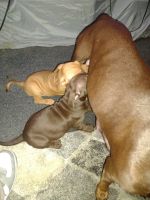 Bull and Terrier Puppies for sale in Rochester, New York. price: $150,200