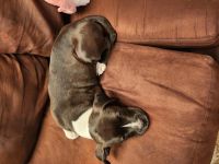 Bull and Terrier Puppies for sale in Fredericksburg, Virginia. price: NA
