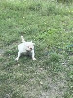 Bull and Terrier Puppies for sale in Austin, Texas. price: $2,500