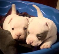 Bull and Terrier Puppies Photos