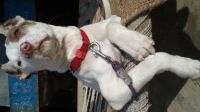 Bull and Terrier Puppies for sale in Hanumangarh, Rajasthan 335512, India. price: 13,000 INR