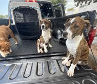 Bull and Terrier Puppies for sale in Seagoville, TX 75159, USA. price: $100