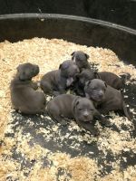 Bull and Terrier Puppies for sale in Berlin, CT, USA. price: $1,250
