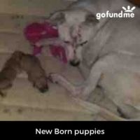 Bull and Terrier Puppies for sale in Phoenix, AZ, USA. price: $1,500