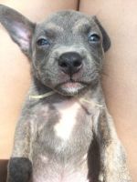 Bull and Terrier Puppies for sale in Livingston, TX 77351, USA. price: $1,600