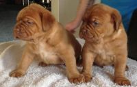 Bull Arab Puppies for sale in Denver, CO, USA. price: $500
