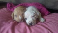 Bull Arab Puppies for sale in Detroit, MI, USA. price: $100