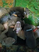 Bull Terrier Puppies for sale in Oakland, CA, USA. price: $500