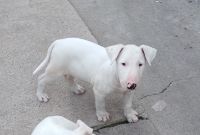 Bull Terrier Puppies for sale in Cambria Heights, Queens, NY, USA. price: $850