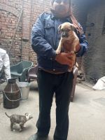 Bull Terrier Puppies for sale in Maidan Garhi, New Delhi, Delhi, India. price: 30,000 INR