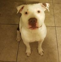 Bull Terrier Puppies for sale in Fort Myers, FL, USA. price: $60