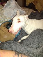 Bull Terrier Puppies for sale in Shepherd, TX 77371, USA. price: $1,000
