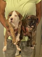 Bull Terrier Puppies for sale in Commerce City, CO, USA. price: $600