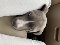 Bull Terrier Puppies for sale in Carlsbad, CA, USA. price: $500