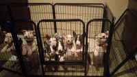Bull Terrier Puppies for sale in Missoula, MT 59803, USA. price: $2,000