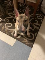 Bull Terrier Puppies for sale in Saugus, MA, USA. price: $900
