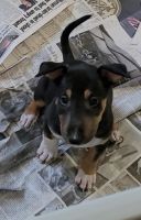 Bull Terrier Puppies for sale in Bronx, NY, USA. price: $2,200