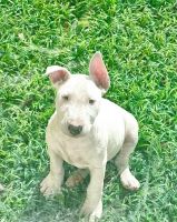 Bull Terrier Puppies for sale in Miami, FL, USA. price: $1,200