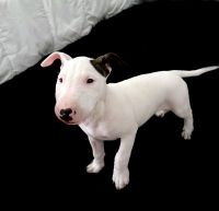 Bull Terrier Puppies for sale in Miami, FL, USA. price: $1,150