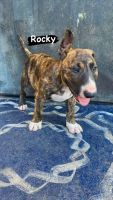 Bull Terrier Puppies for sale in Santa Ana, CA, USA. price: $1